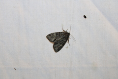 Phosphila turbulenta