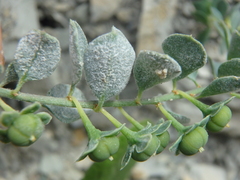 Andrachne telephioides