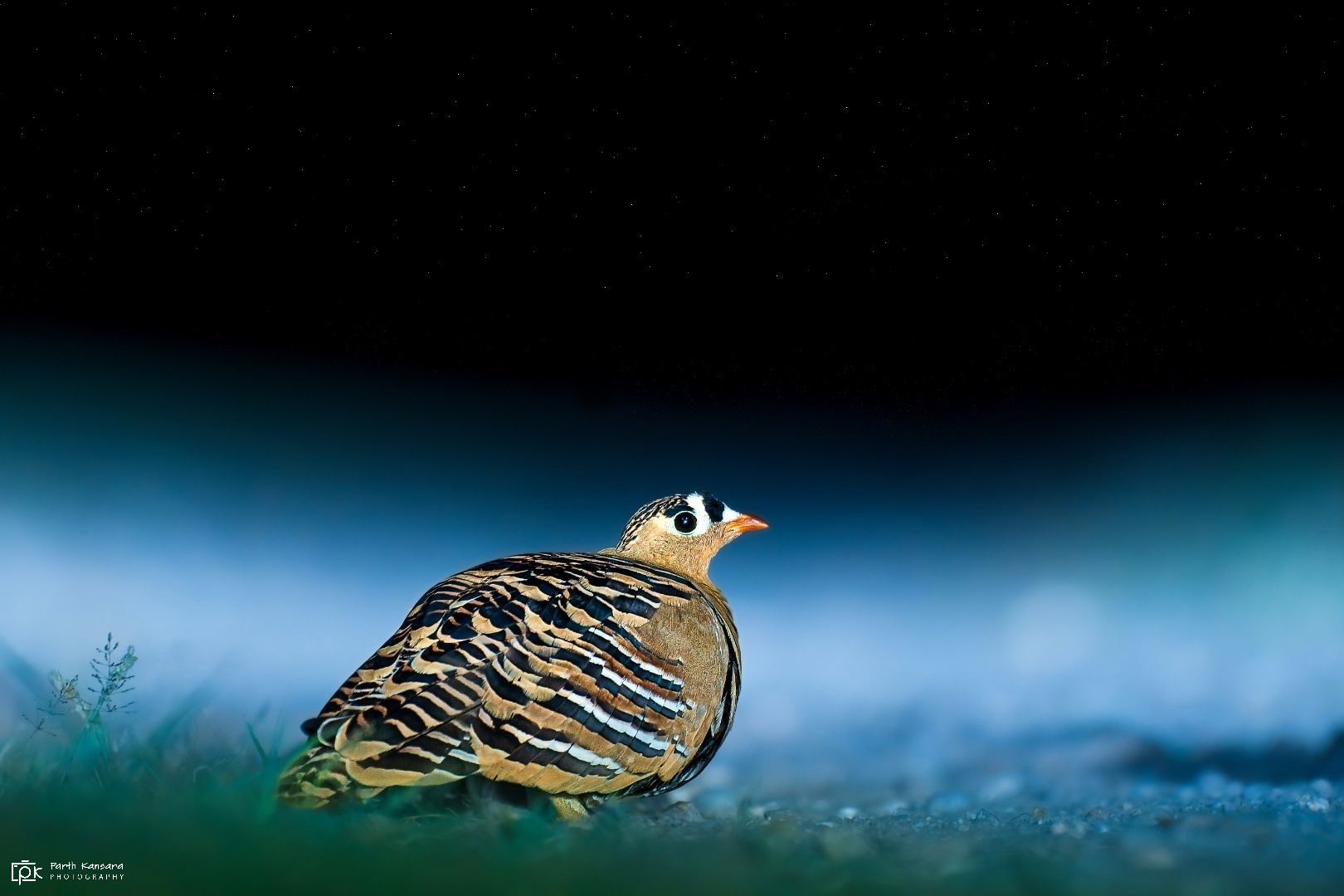 Painted Sandgrouse illustration