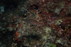 Symphodus rostratus