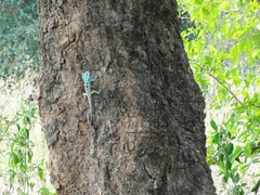 Agamidae