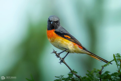 Pericrocotus cinnamomeus