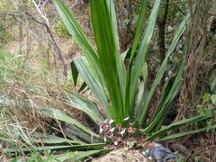 Furcraea