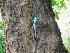 Agamidae
