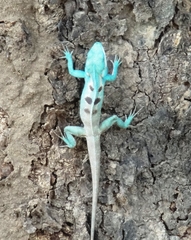 Agamidae