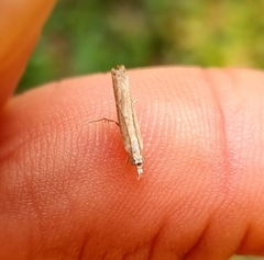 Culladia hastiferalis