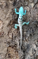 Agamidae