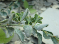 Andrachne telephioides