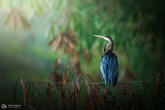 Anhinga melanogaster