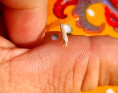 Culladia hastiferalis