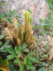 Lycopodiaceae