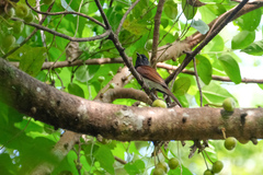 Terpsiphone atrocaudata