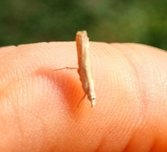 Culladia hastiferalis