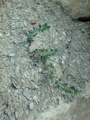 Andrachne telephioides