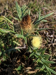Cirsium kosmelii