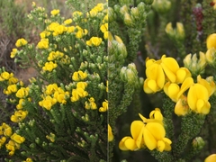 Aspalathus triquetra