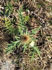 Cirsium kosmelii
