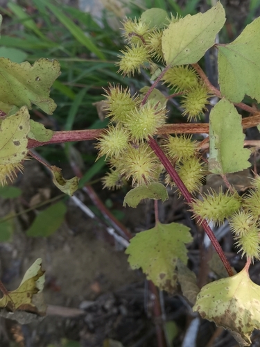 voškovník talianský (Xanthium orientale italicum)