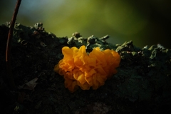 Tremella