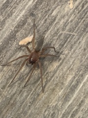 Clubionidae