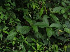 Trichodesma calycosum