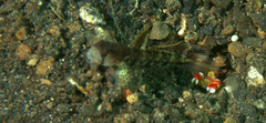 Alpheus randalli