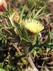 Cirsium kosmelii
