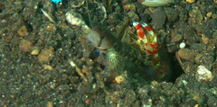 Alpheus randalli
