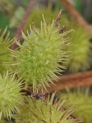 Xanthium orientale italicum