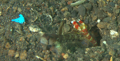 Alpheus randalli