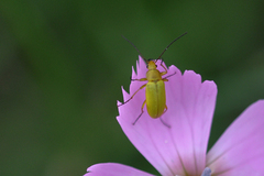 Cteniopus sulphureus