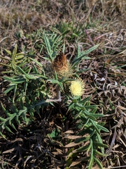 Cirsium kosmelii