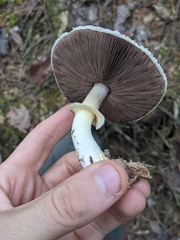 Agaricus smithianus