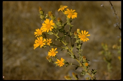 Hairy False Goldenaster