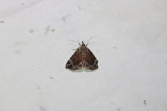 Hypena abalienalis