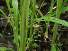 Platypleura kaempferi