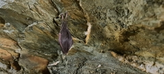 Rhinolophus hipposideros