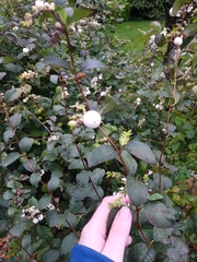 Symphoricarpos albus