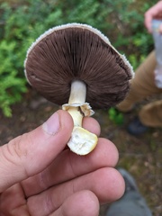 Agaricus smithianus