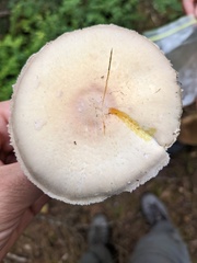 Agaricus smithianus
