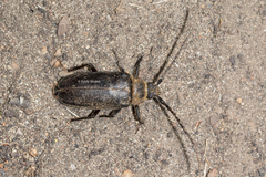 Hermerius prionoides