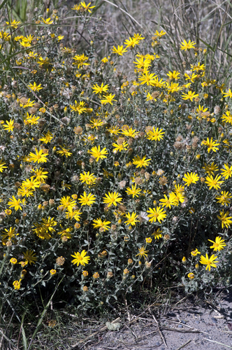 Hairy False Goldenaster