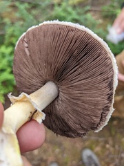 Agaricus smithianus