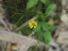 Ixeridium laevigatum