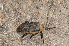 Hermerius prionoides
