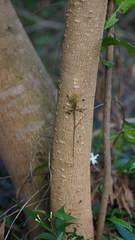 Agamidae