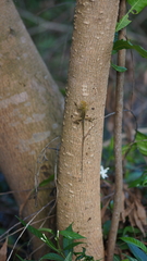 Agamidae