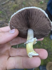 Agaricus smithianus