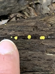 Calycina