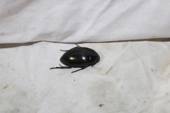 Hydrophilus ovatus